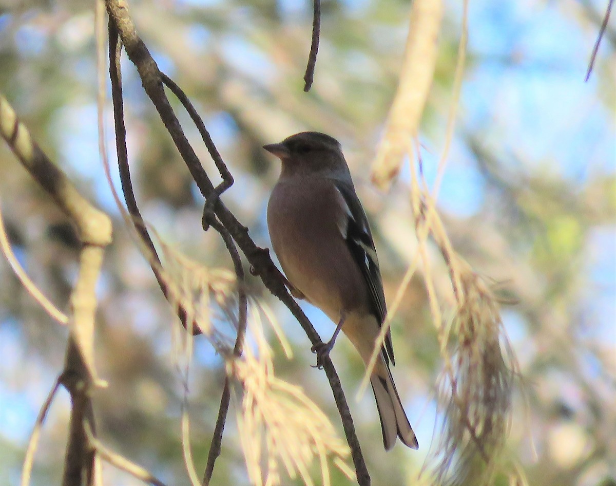 Дуулгат бужирга - ML647082230