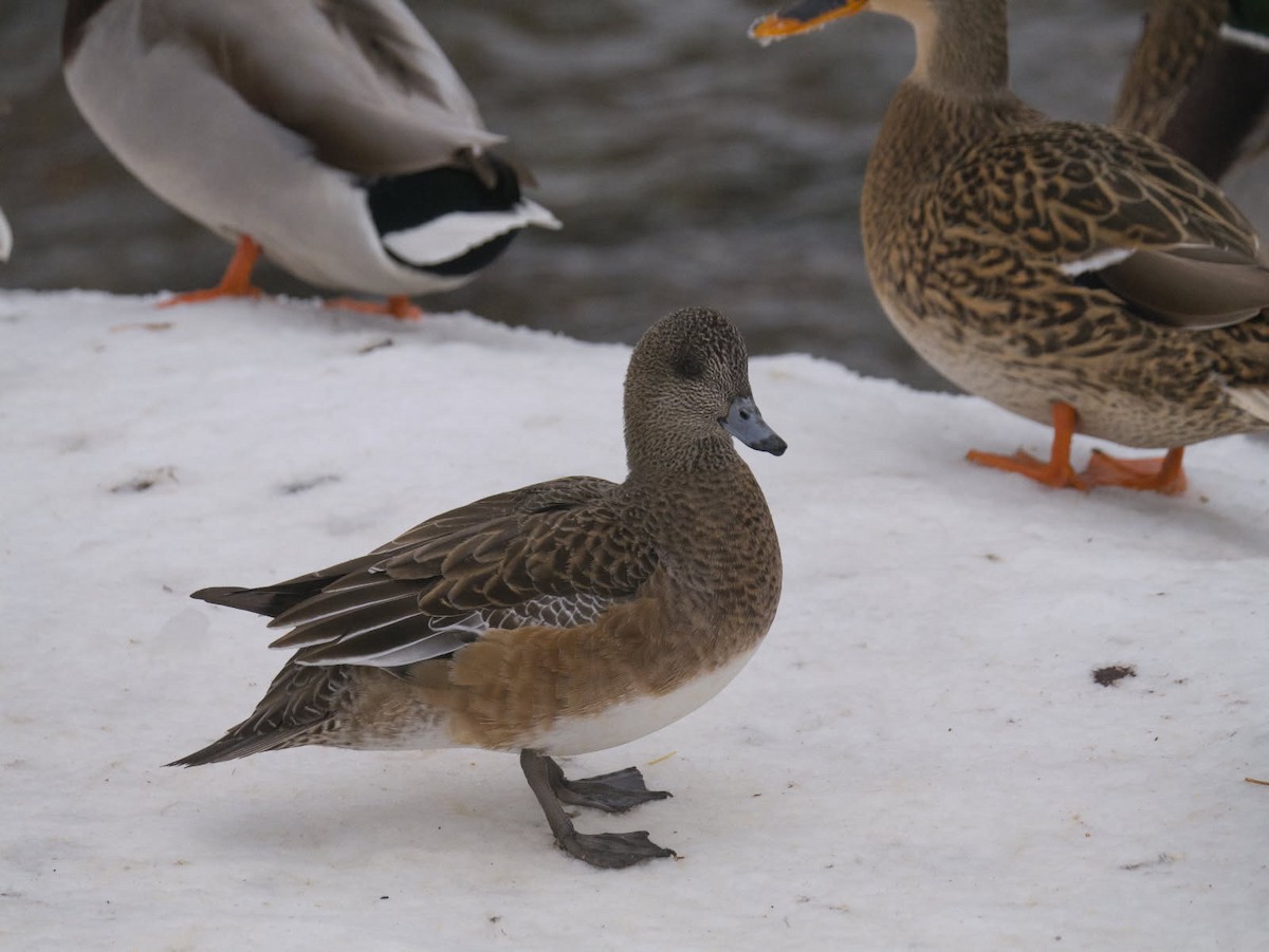 American Wigeon - ML647082236