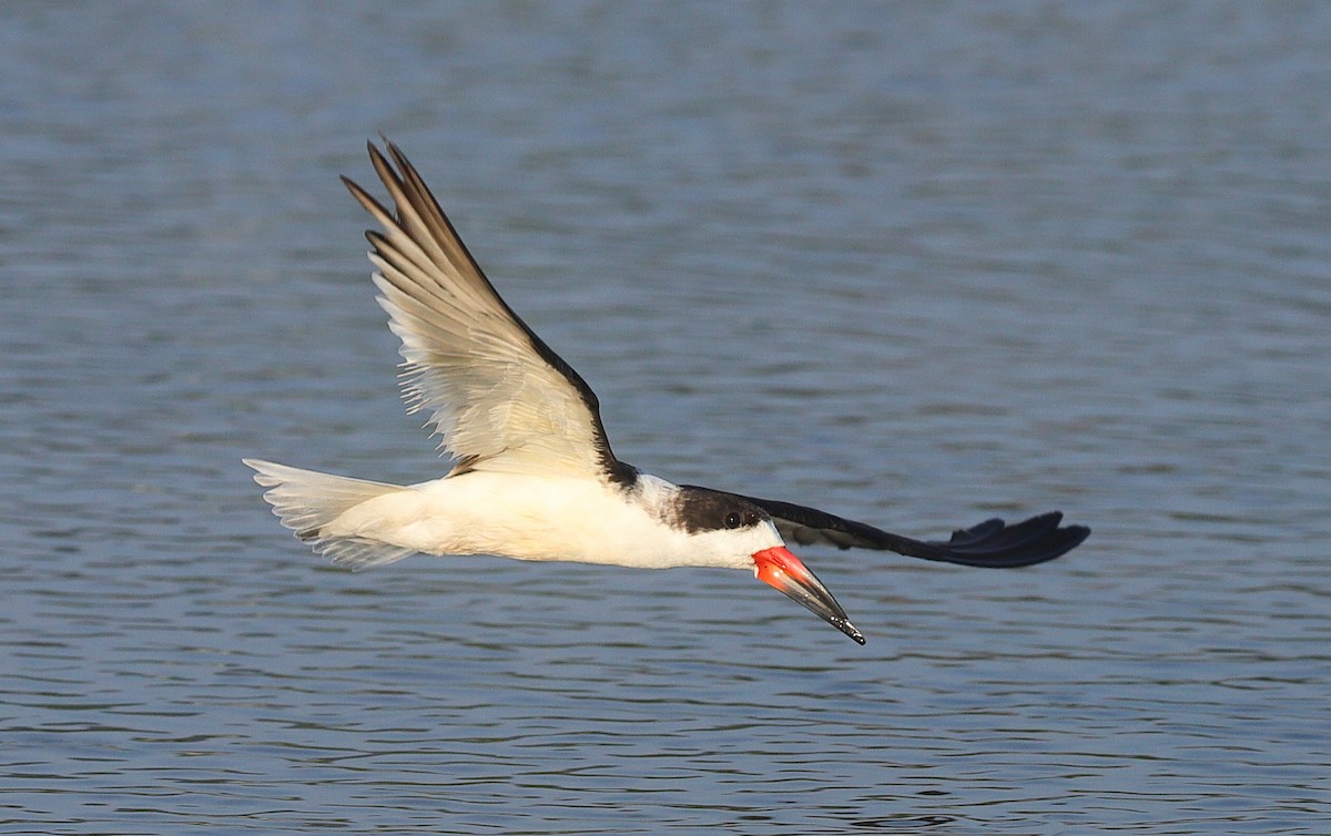 Black Skimmer - ML647082243