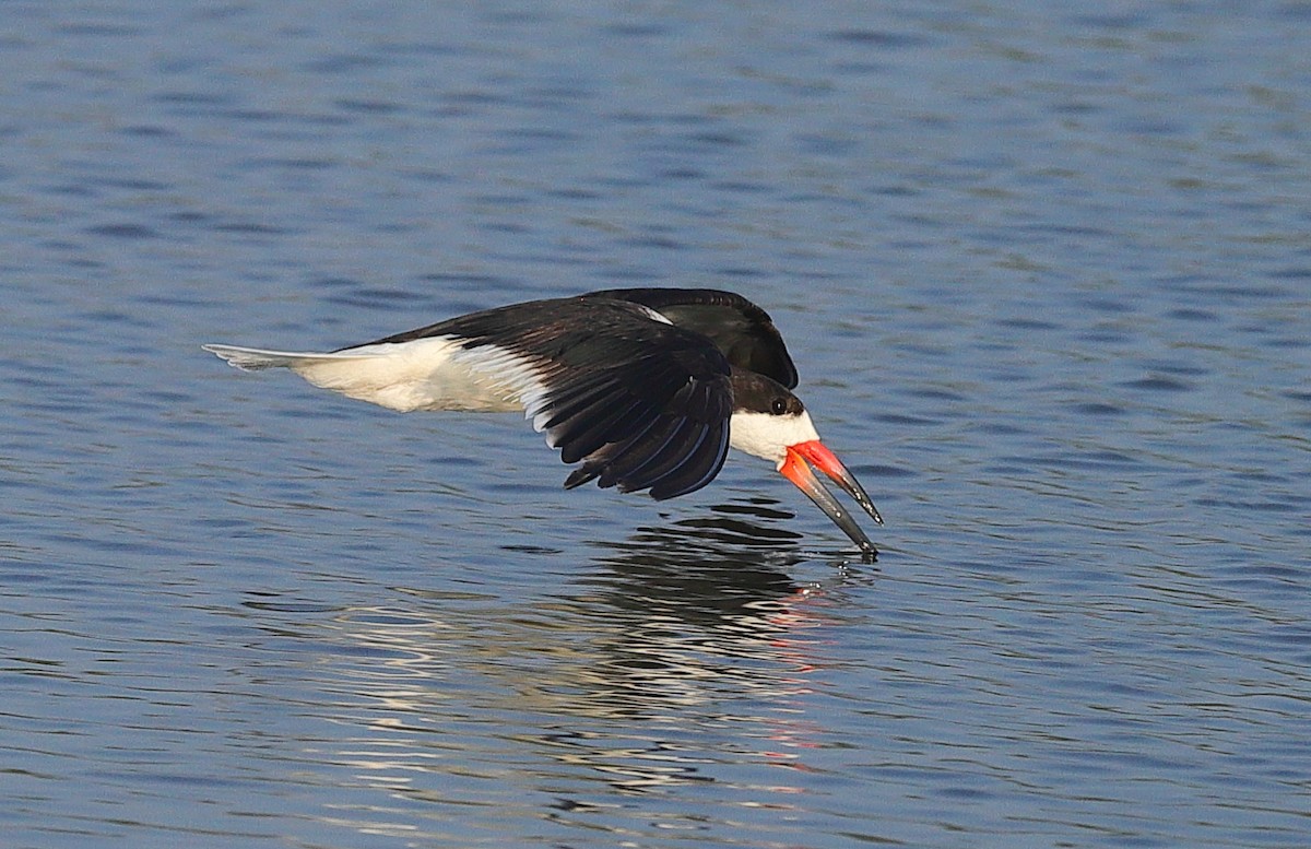 Black Skimmer - ML647082244