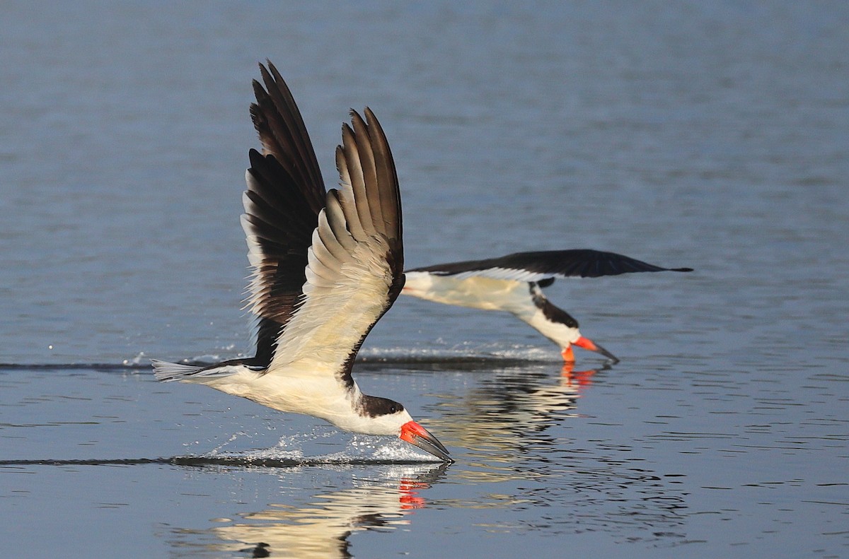 Black Skimmer - ML647082245
