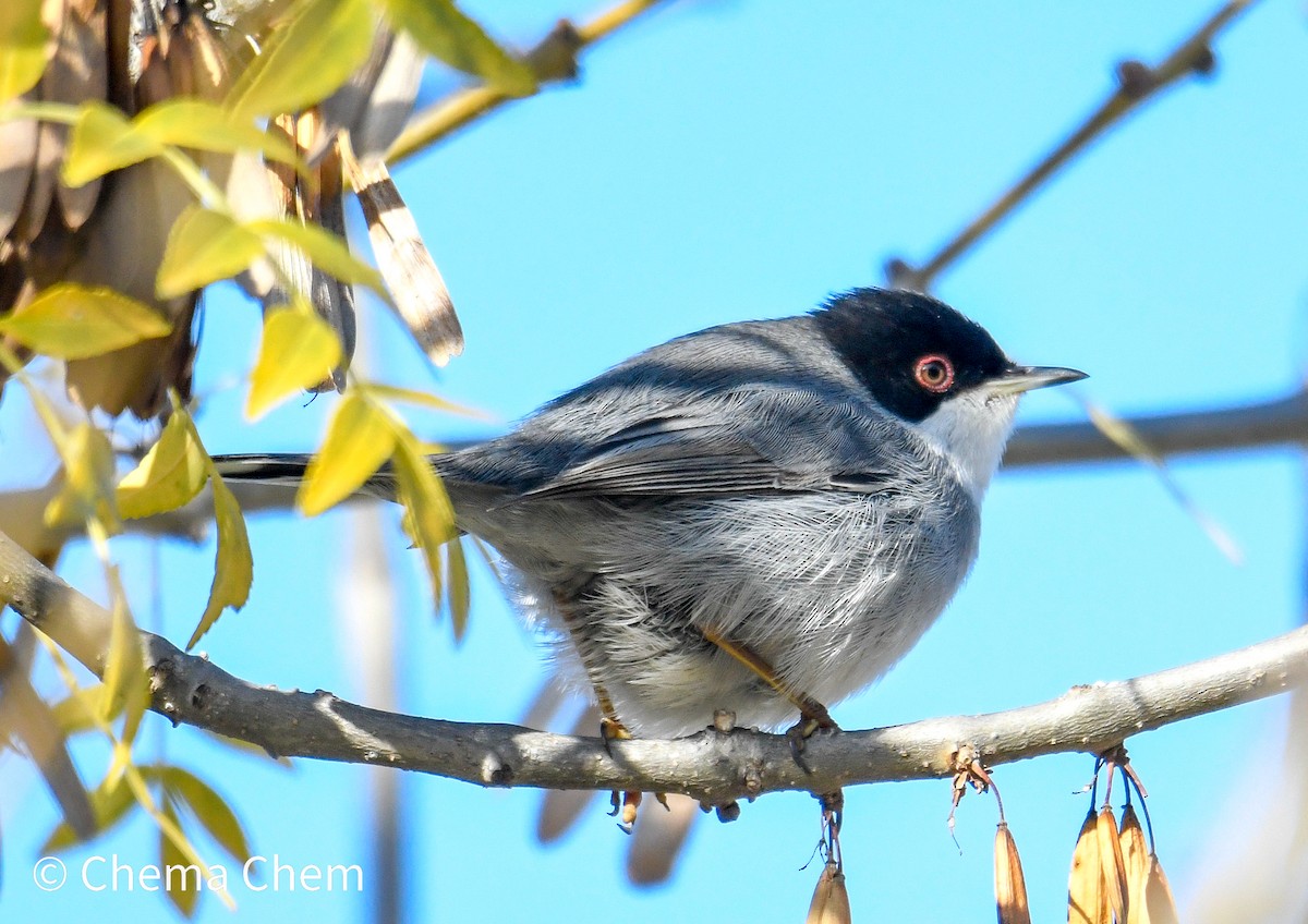 Fauvette mélanocéphale - ML647082247