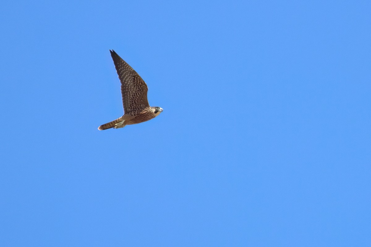 Peregrine Falcon (North American) - ML647082278