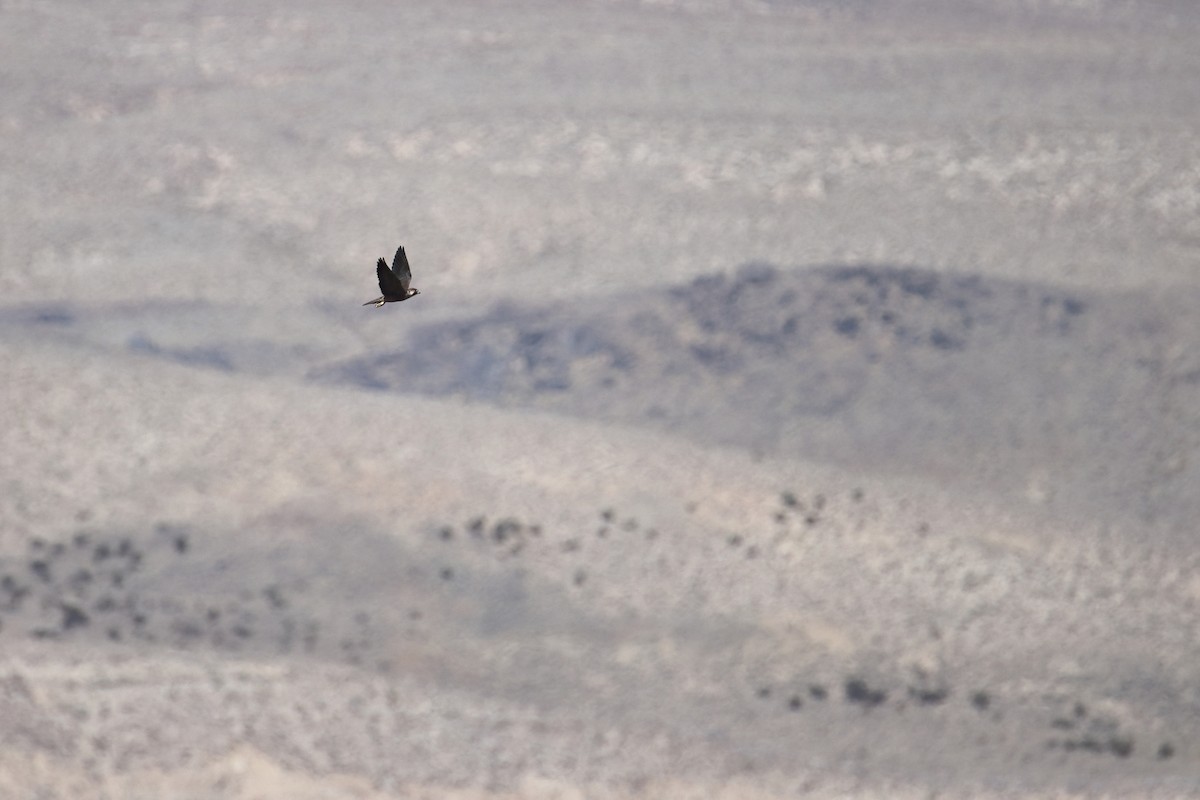 Peregrine Falcon (North American) - ML647082279