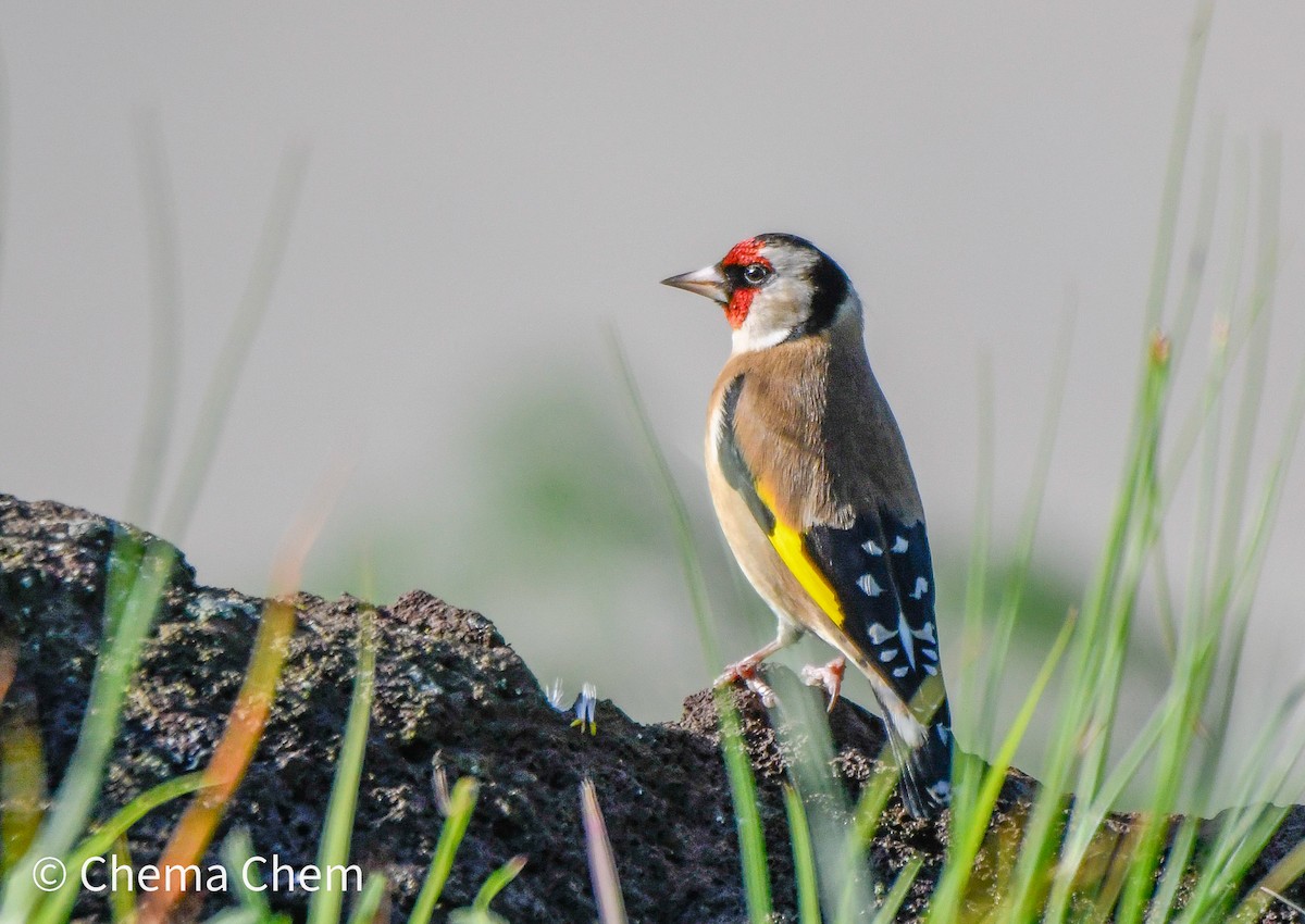Chardonneret élégant - ML647082286