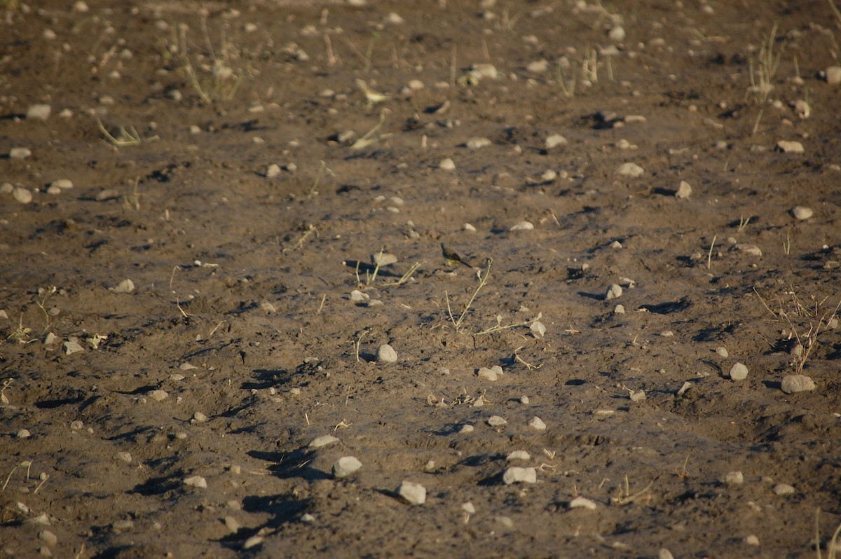Western Yellow Wagtail - ML647082288