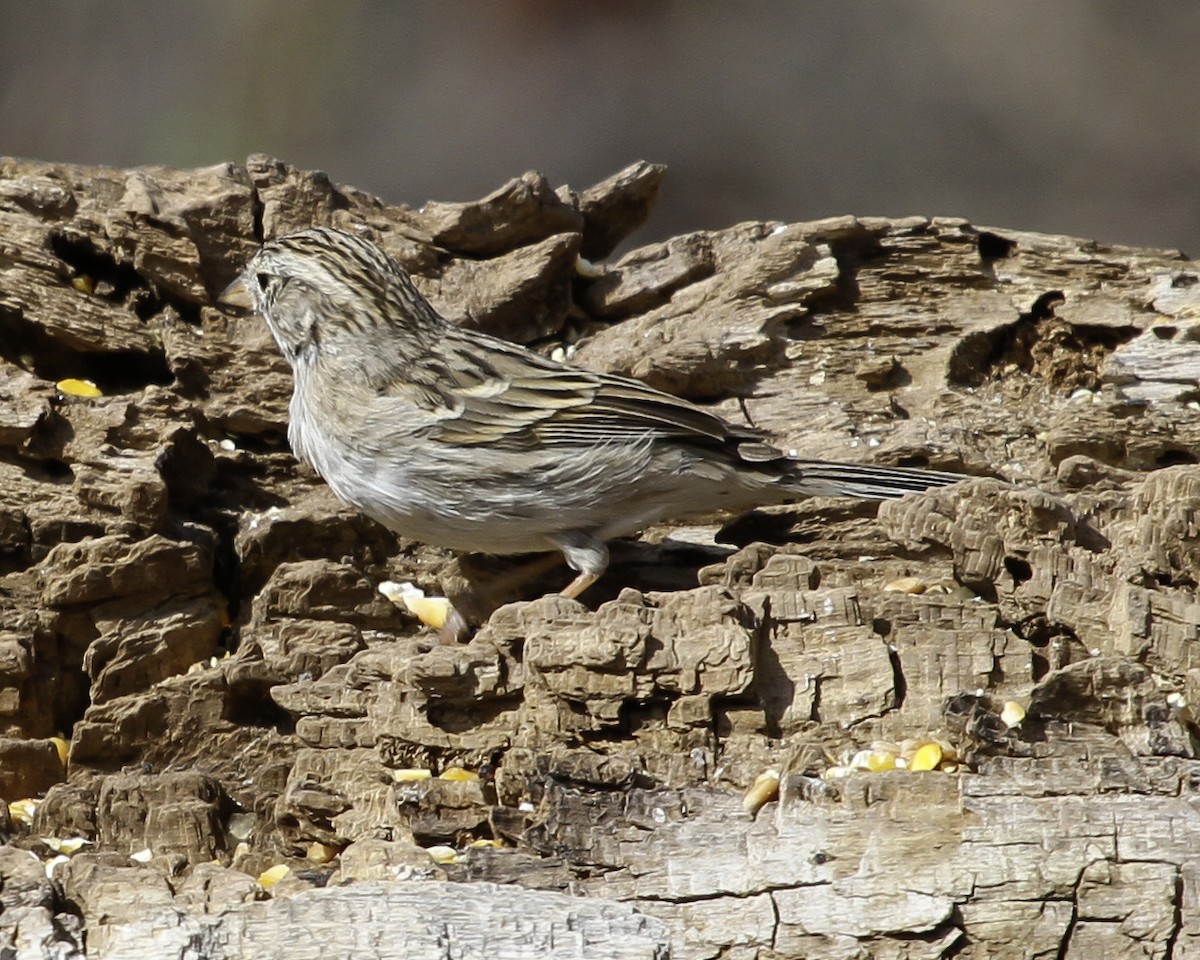 Brewer's Sparrow (breweri) - ML647082289