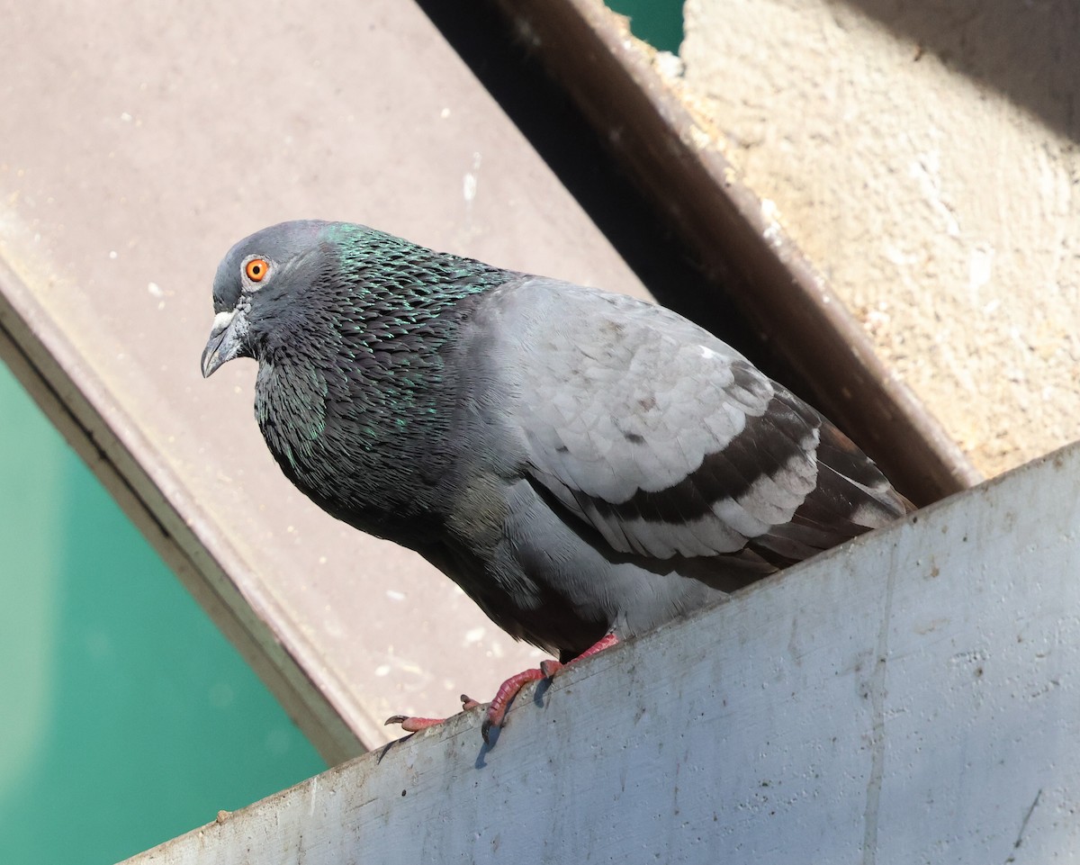 Rock Pigeon (Feral Pigeon) - ML647082290