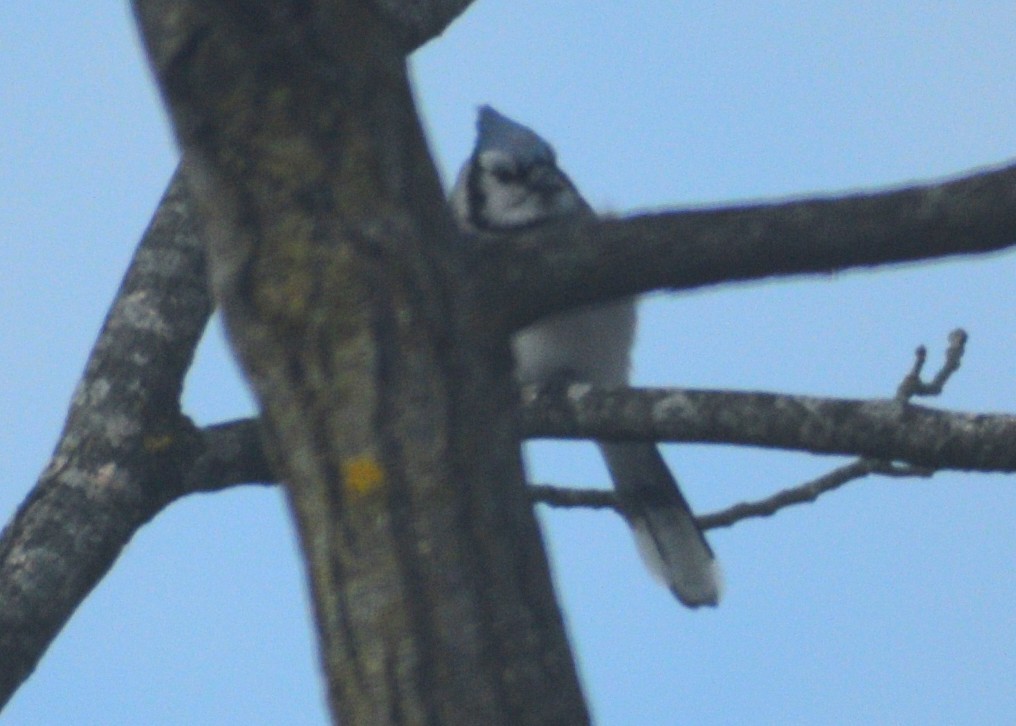 Blue Jay - ML647082291