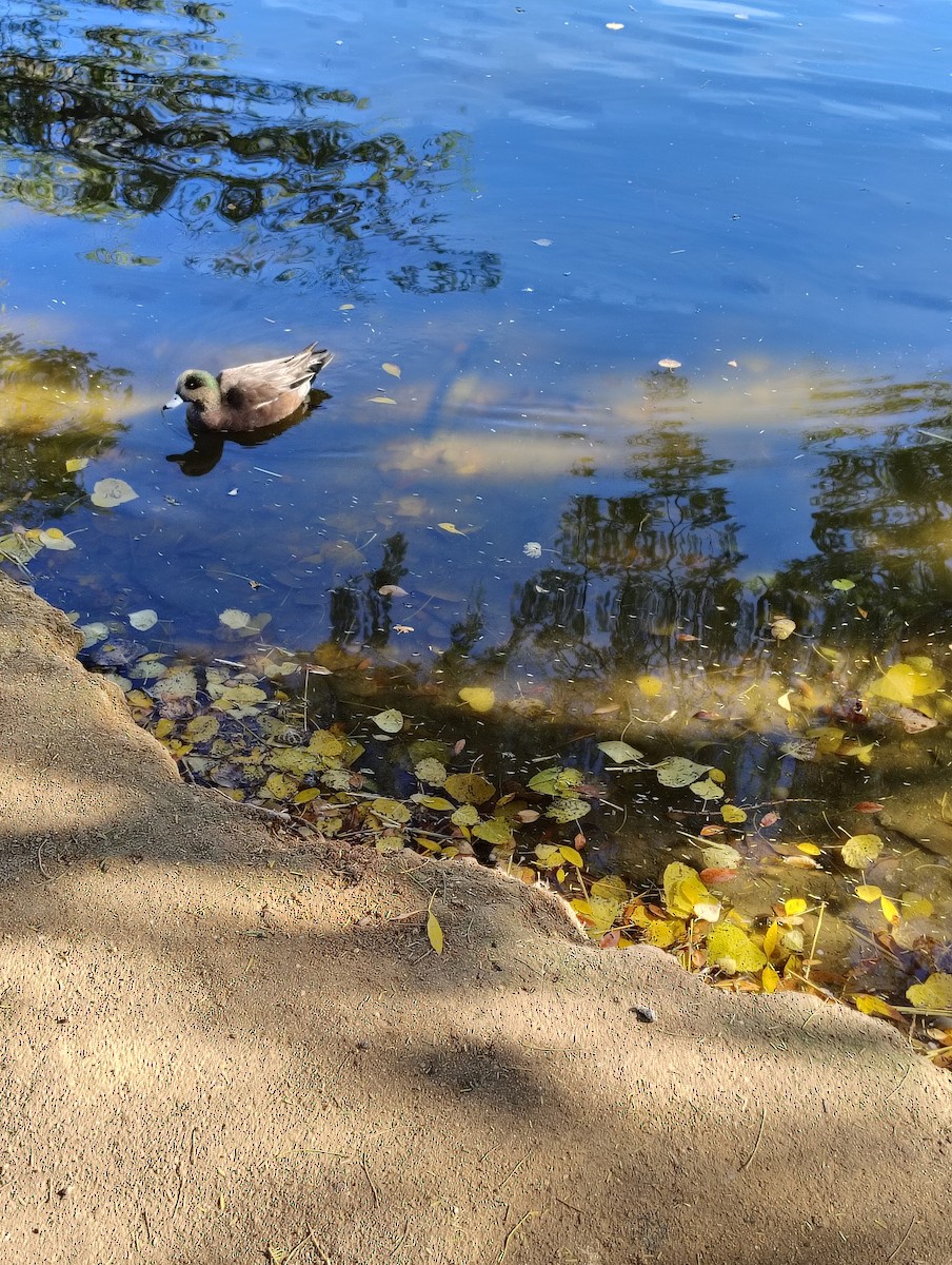 American Wigeon - ML647082292