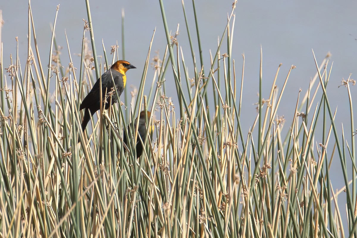 Yellow-headed Blackbird - ML647082293