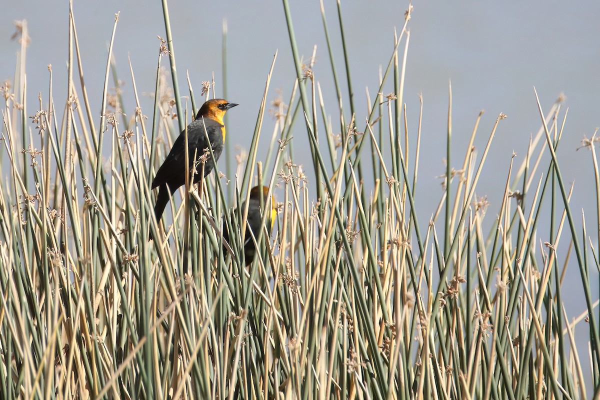 Yellow-headed Blackbird - ML647082294