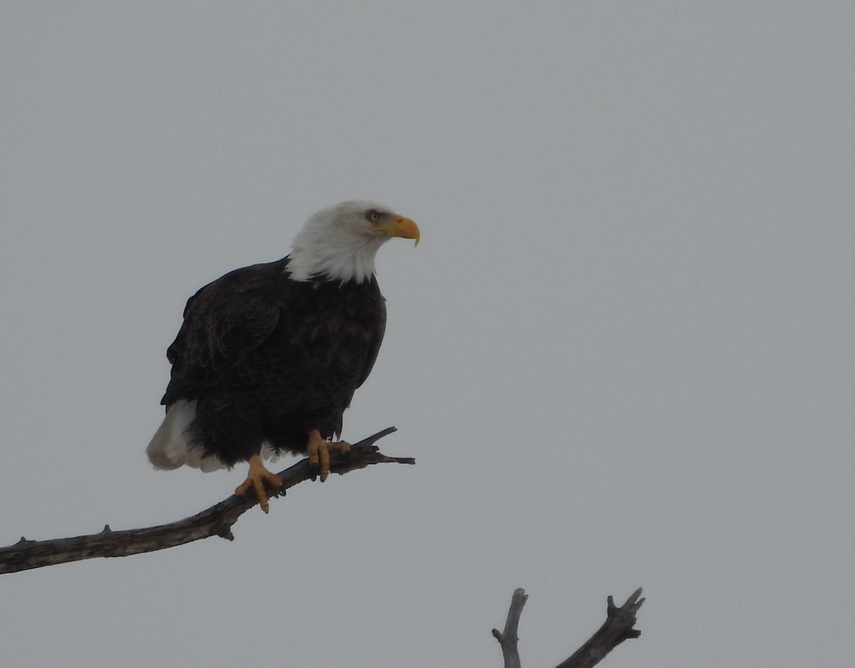 Bald Eagle - ML647082295