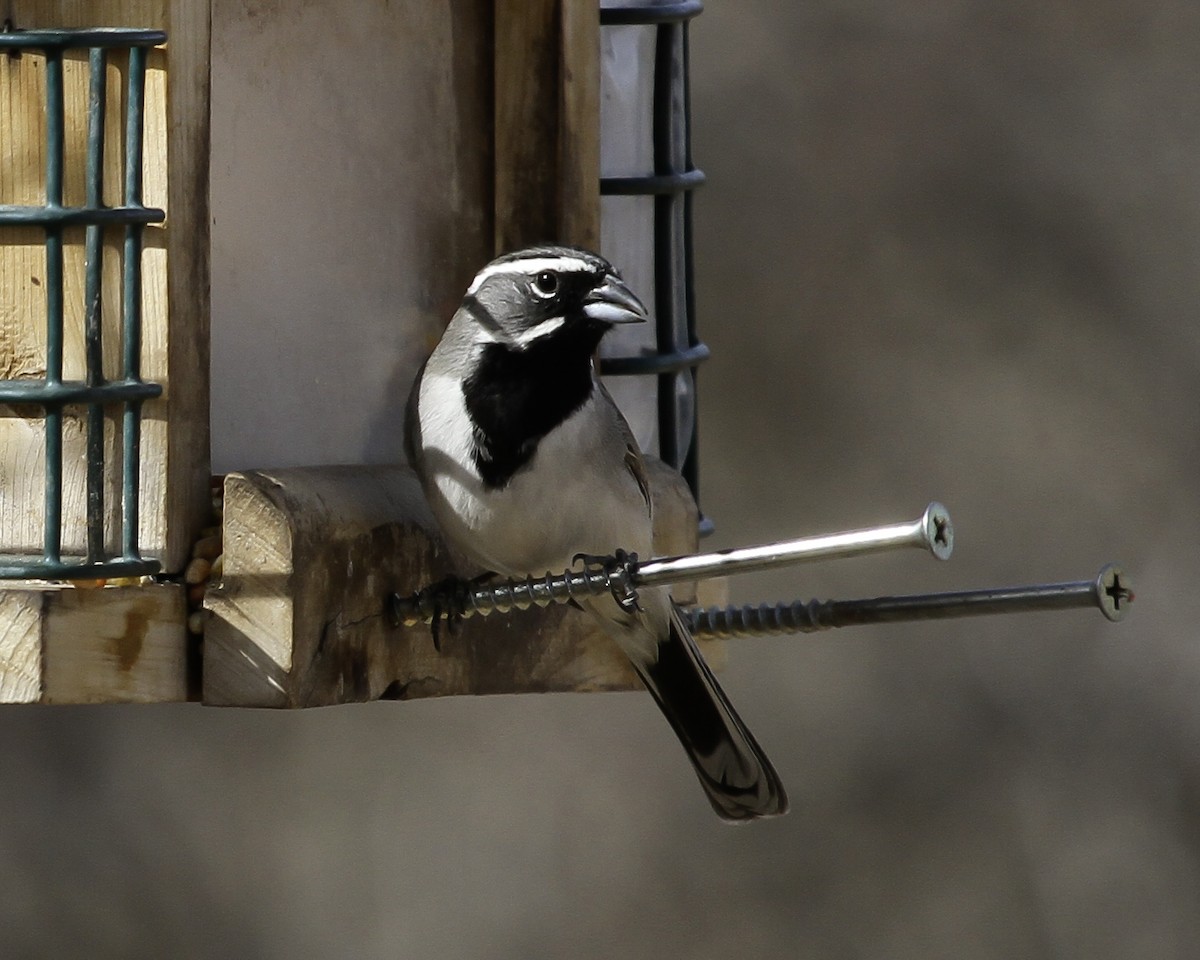 Black-throated Sparrow - ML647082296