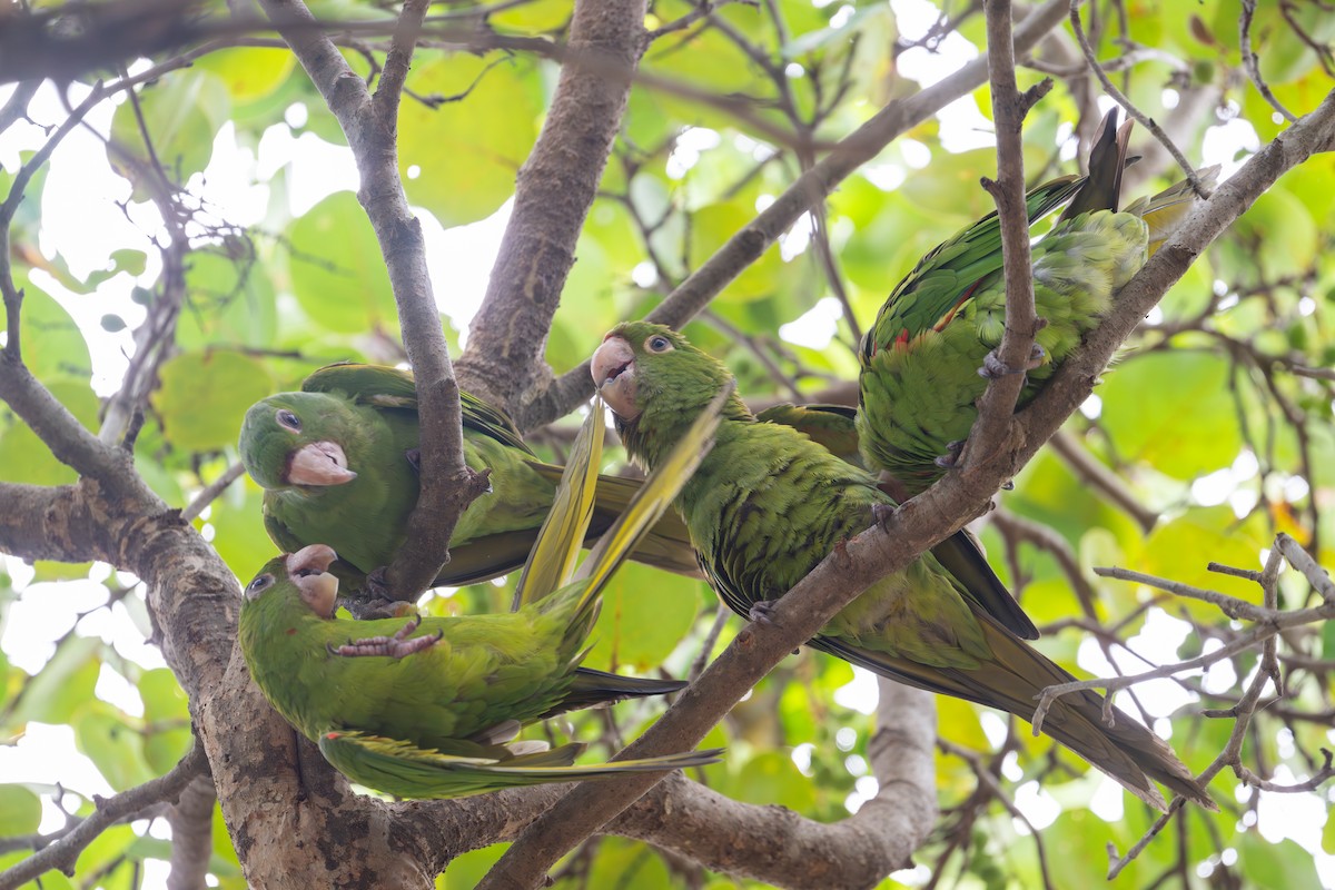 White-eyed Parakeet - ML647082297