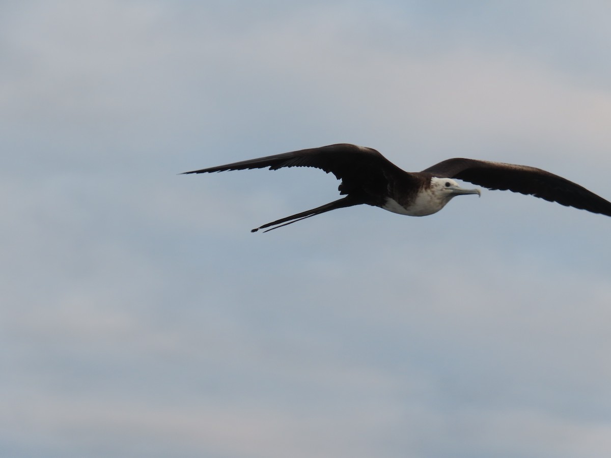 Magnificent Frigatebird - ML647082298