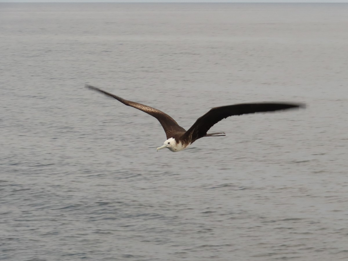 Magnificent Frigatebird - ML647082299