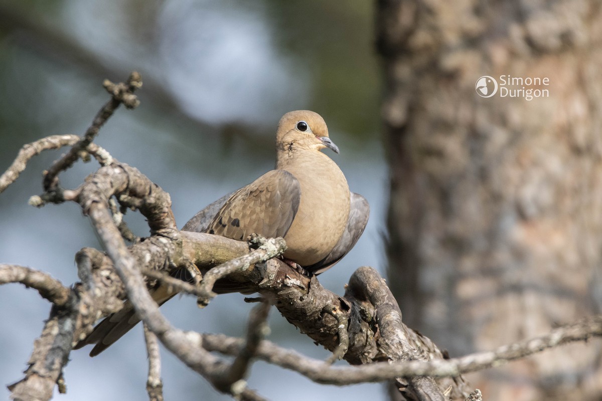 Mourning Dove - ML647082300