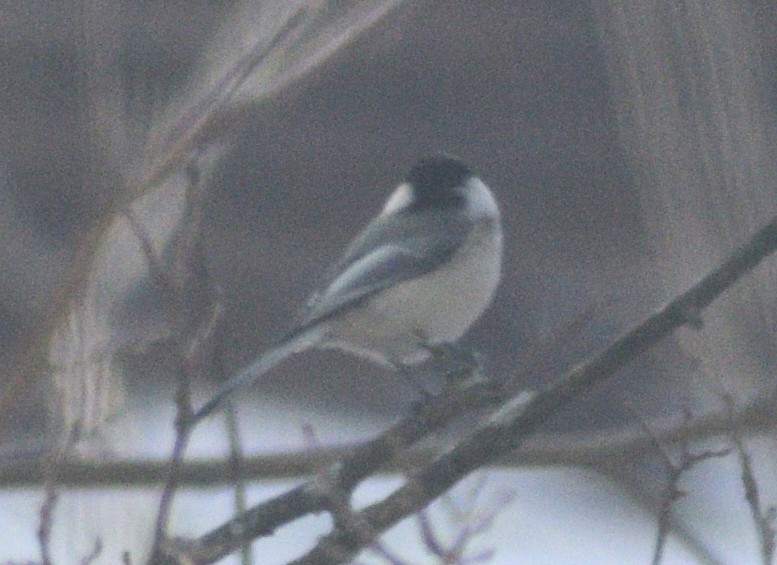 Black-capped Chickadee - ML647082301