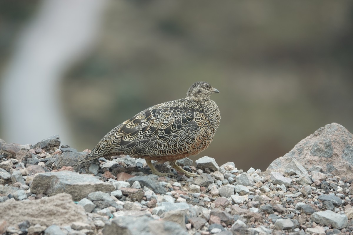 Rufous-bellied Seedsnipe - ML647082302