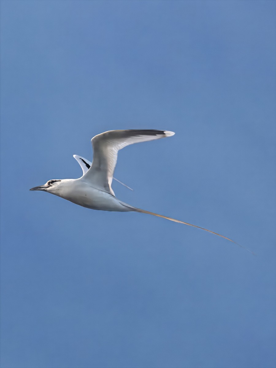 White-tailed Tropicbird - ML647082308