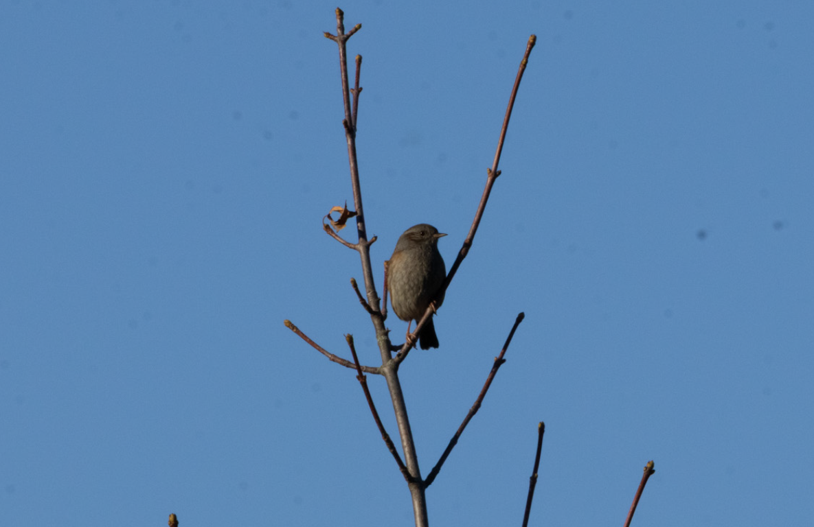 Dunnock - ML647082309