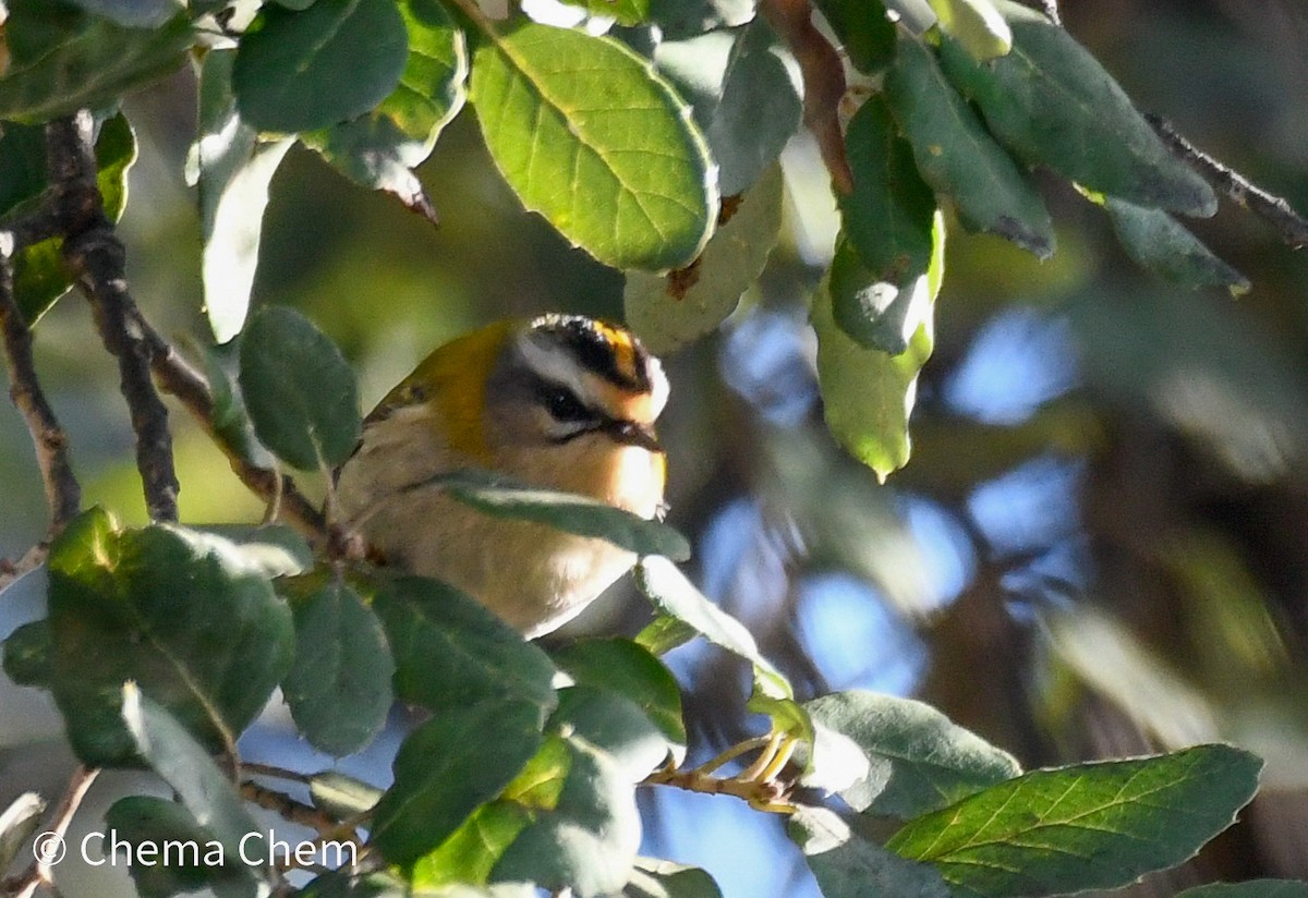 Common Firecrest - ML647082311