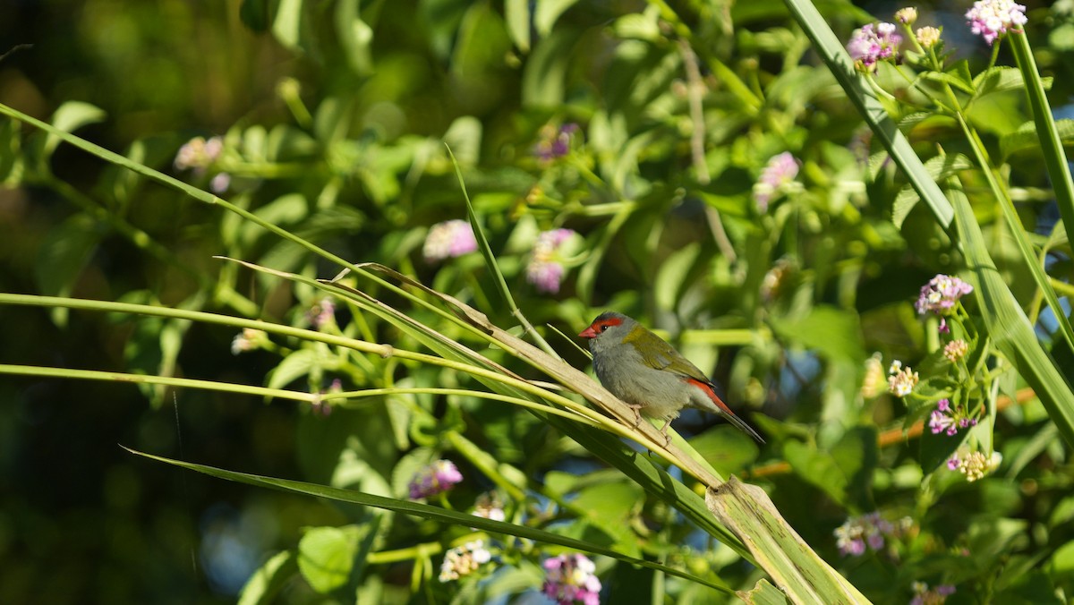 Red-browed Firetail - ML647082313
