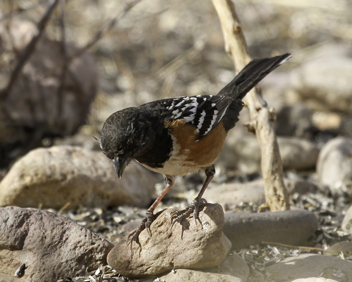 Spotted Towhee - ML647082314