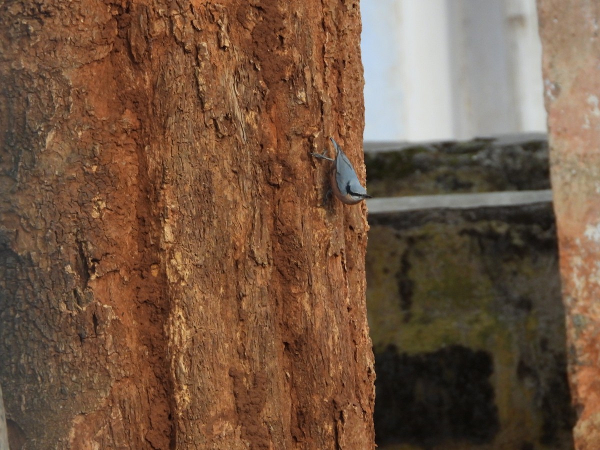 Каштановогрудый поползень - ML647082315