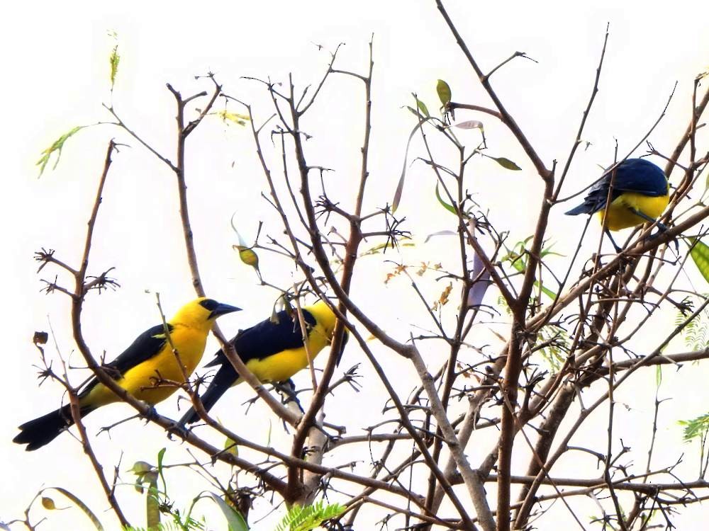 Oriole Blackbird - ML647082317