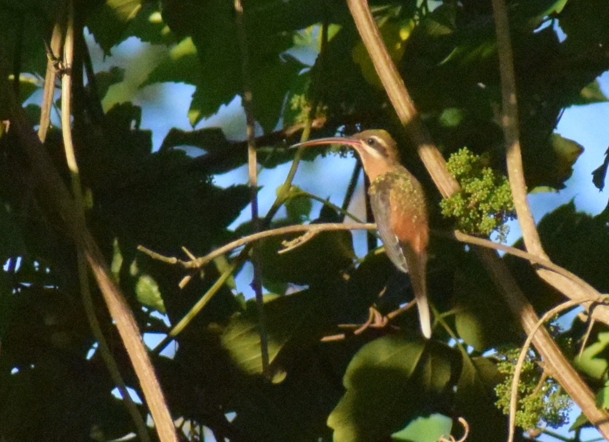 Planalto Hermit - ML647082318