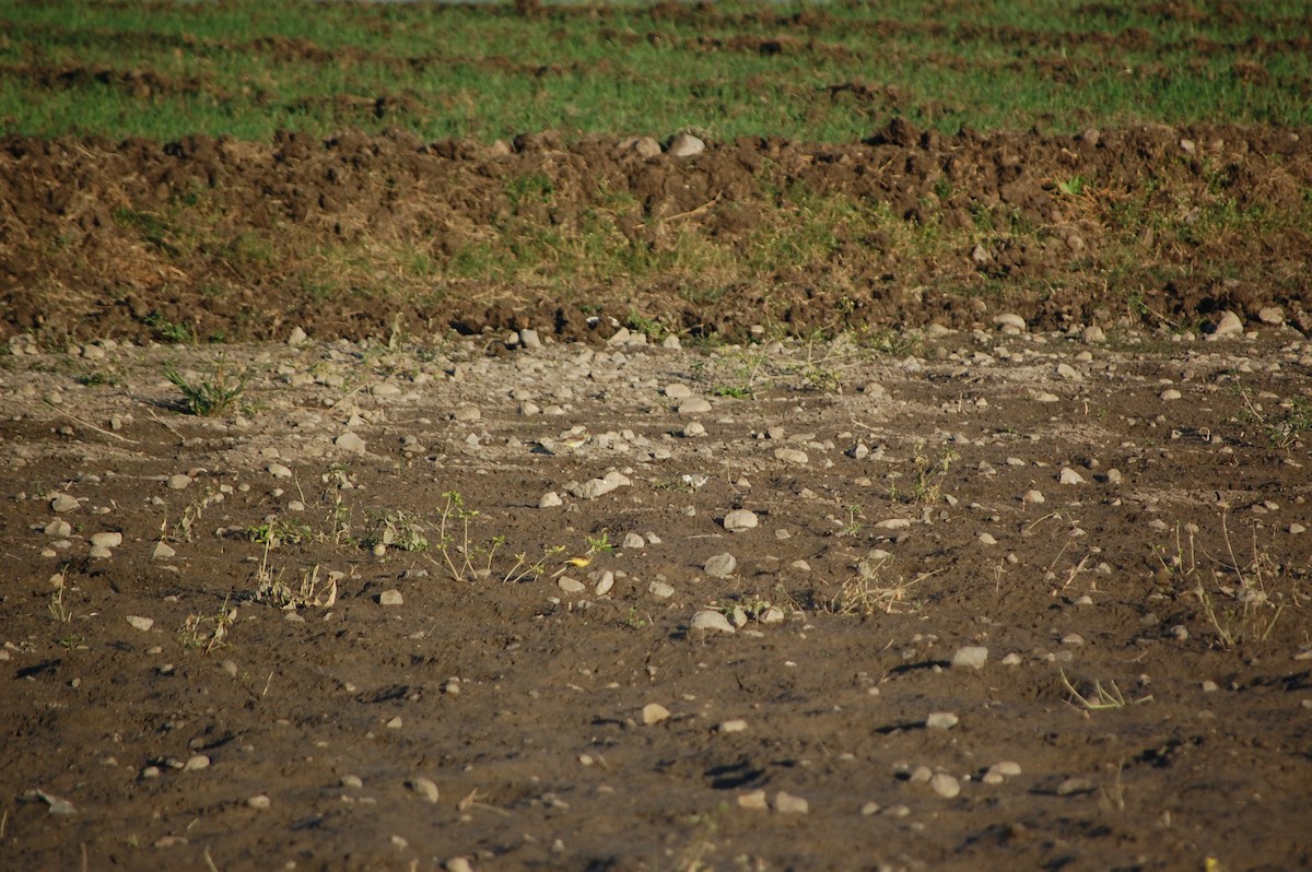 Western Yellow Wagtail - ML647082319
