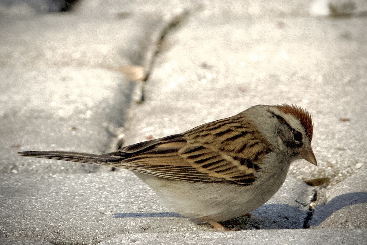 Chipping Sparrow - ML647082320