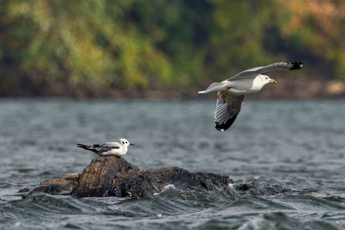 Bonaparte's Gull - ML647082322
