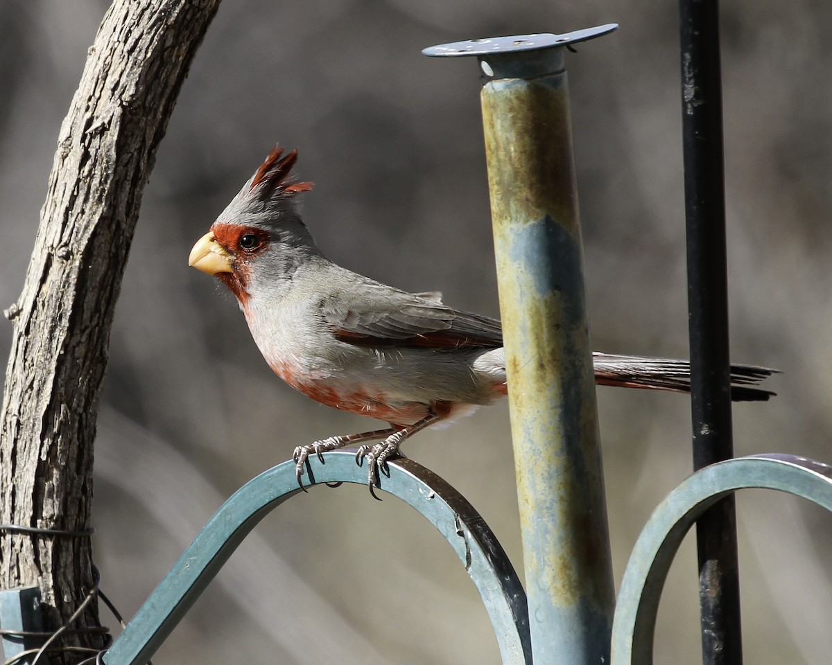 Pyrrhuloxia - ML647082326