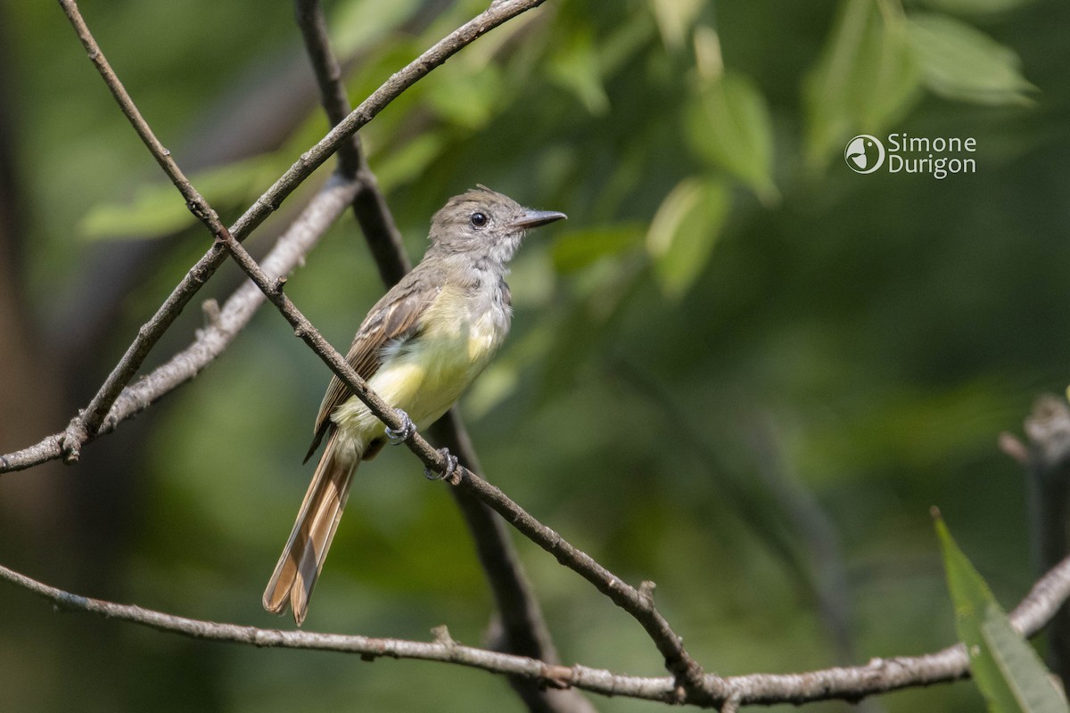 Great Crested Flycatcher - ML647082331