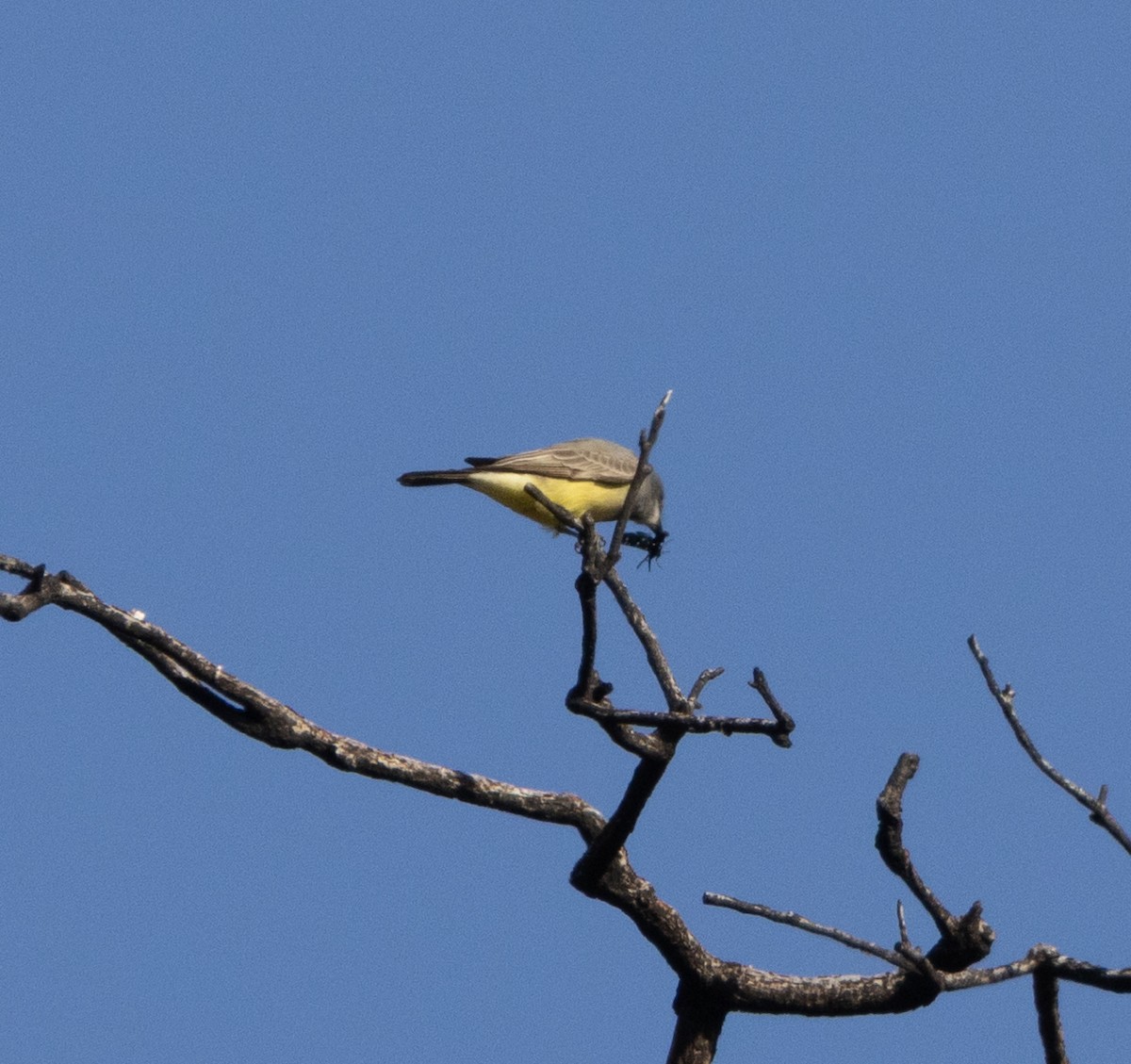 krattkongetyrann - ML647082348