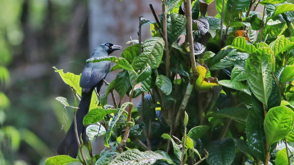 クロラケットオナガ - ML647082349