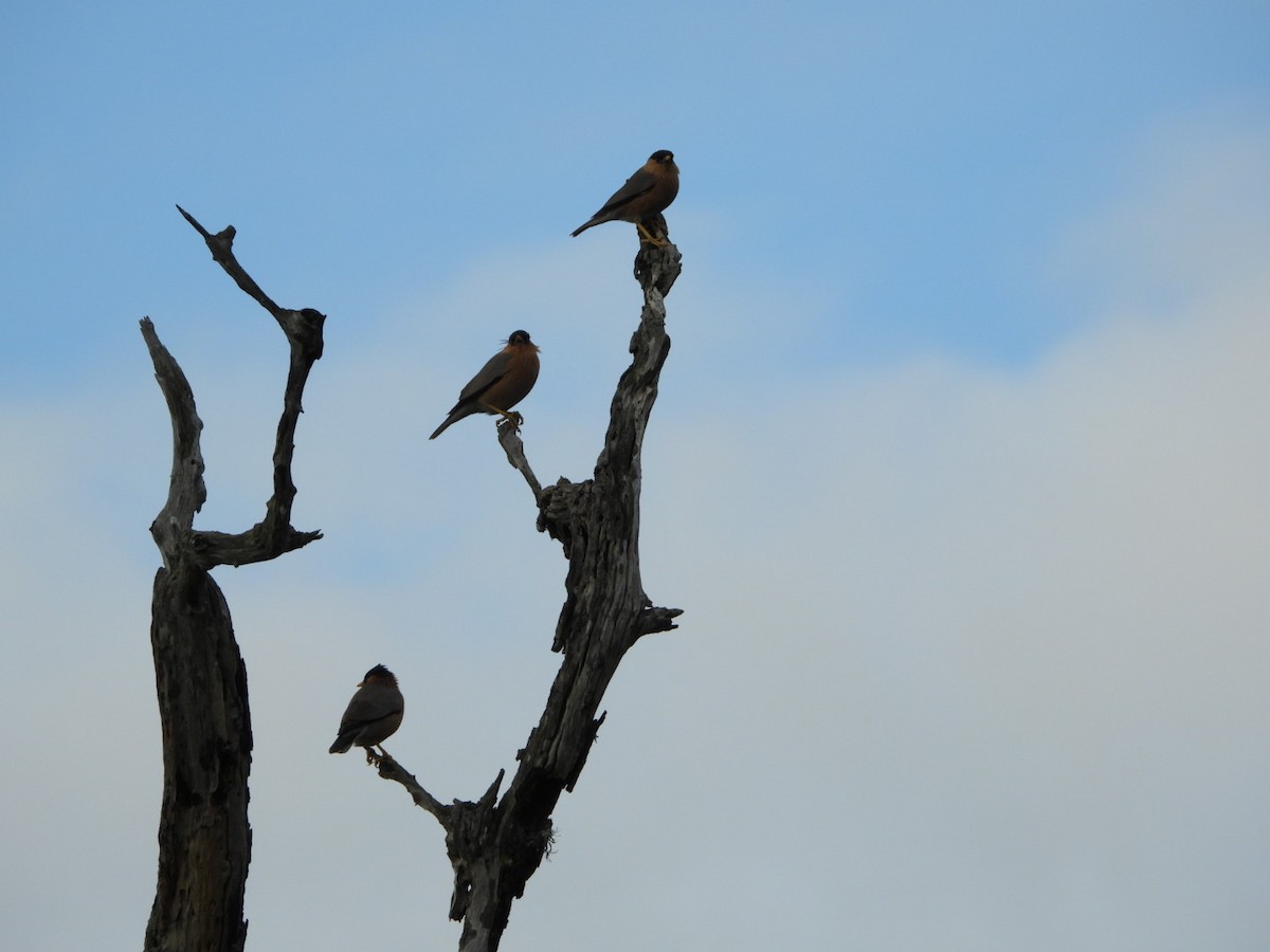 Браминский скворец - ML647082354