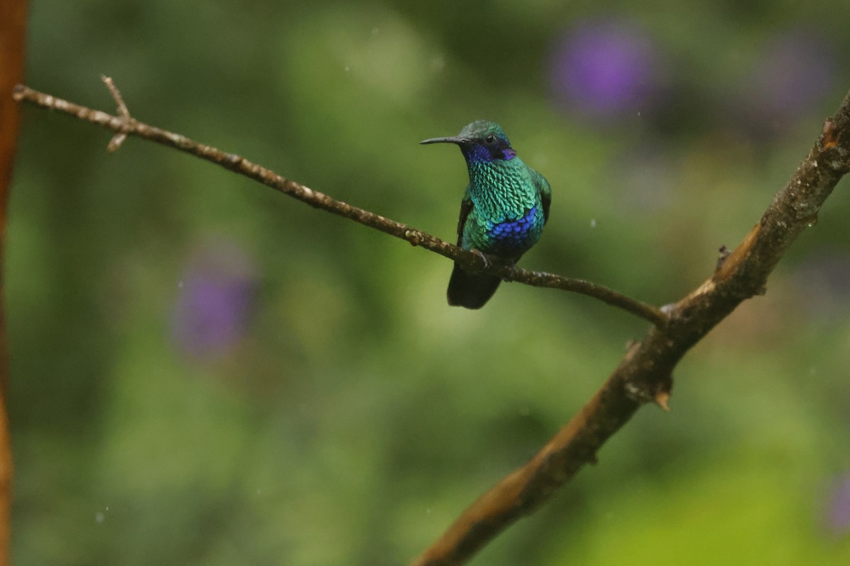 アオミミハチドリ - ML647082365