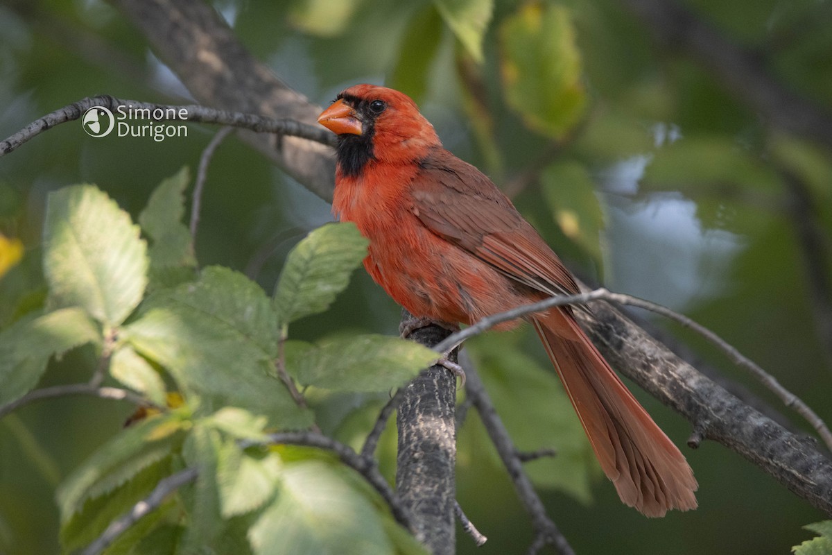 Northern Cardinal - ML647082367