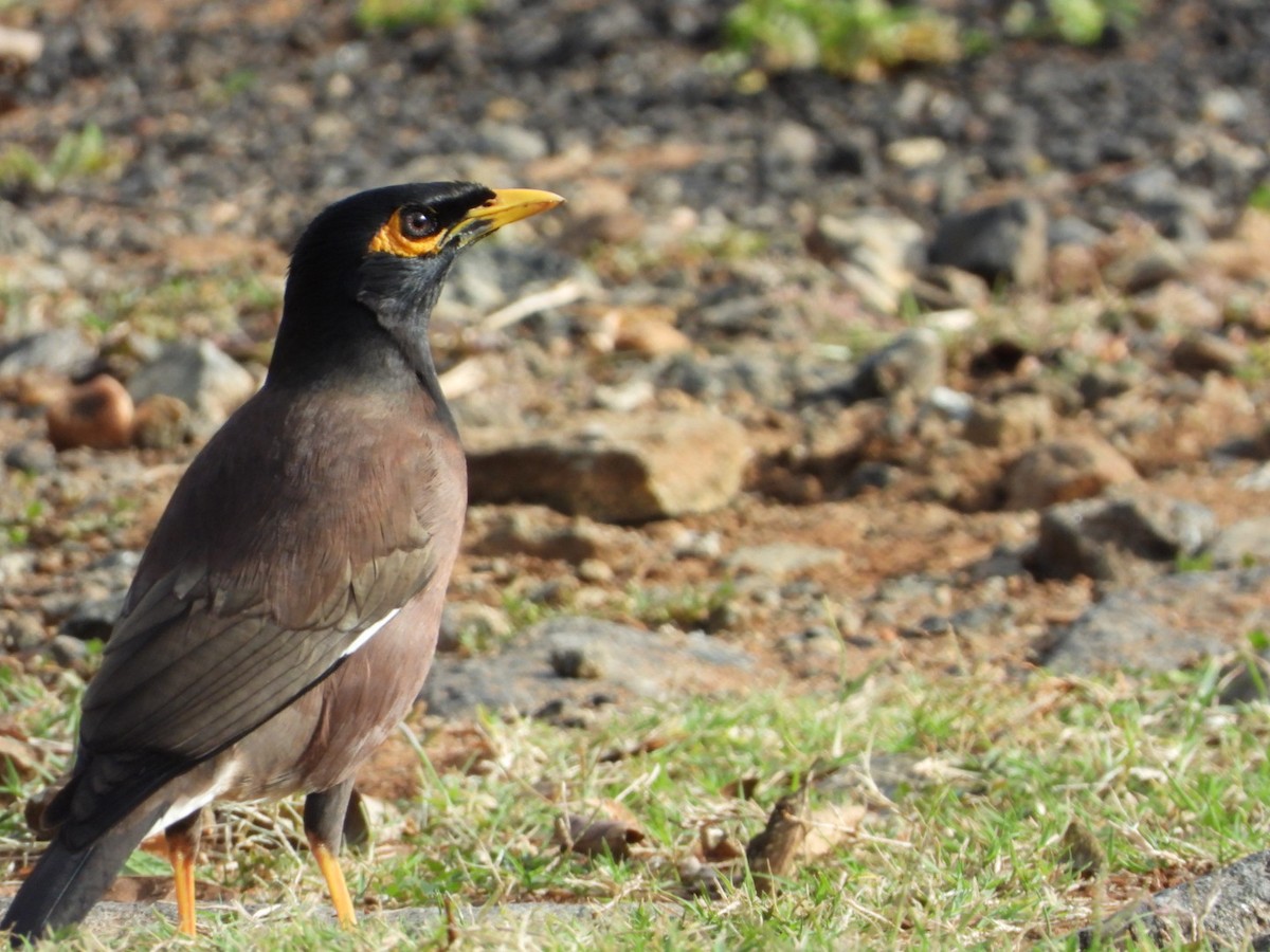 Майна - ML647082371