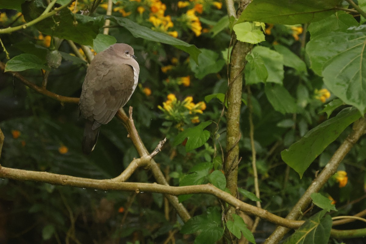 シロビタイシャコバト（verreauxi グループ） - ML647082374