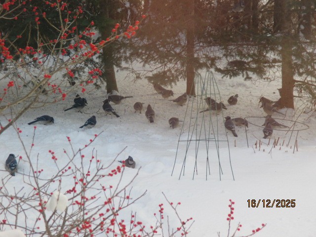 Blue Jay - ML647082380