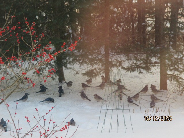 Blue Jay - ML647082381