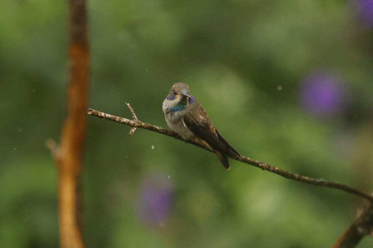 チャイロハチドリ - ML647082392