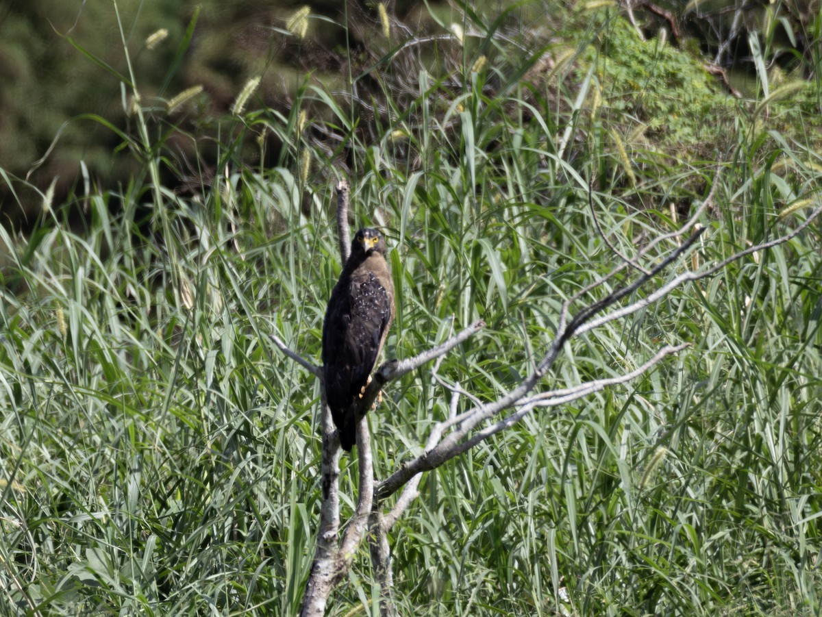 Culebrera Chiíla - ML647082393