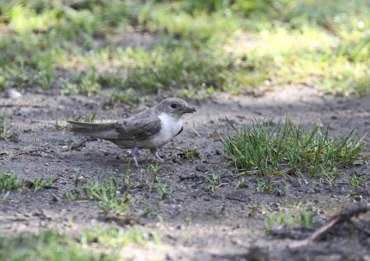 Скальная ласточка - ML647082405