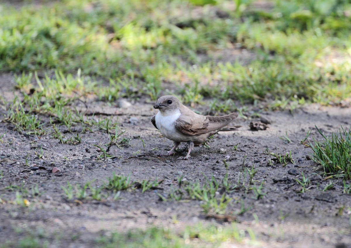 Скальная ласточка - ML647082406